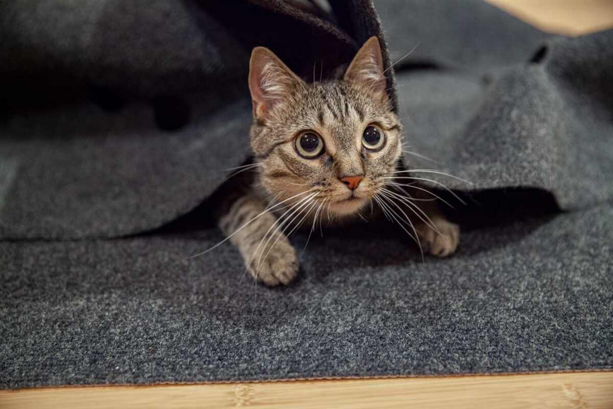 RIPPLE RUG Snuggly Cat