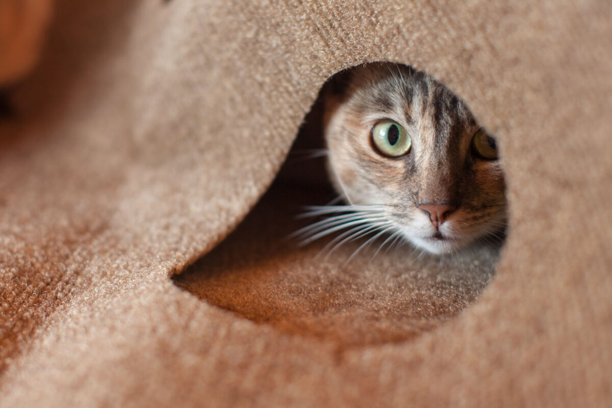 RIPPLE RUG – Snuggly Cat