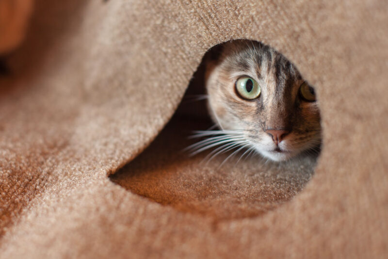 RIPPLE RUG – Snuggly Cat