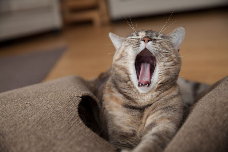 RIPPLE RUG – Snuggly Cat